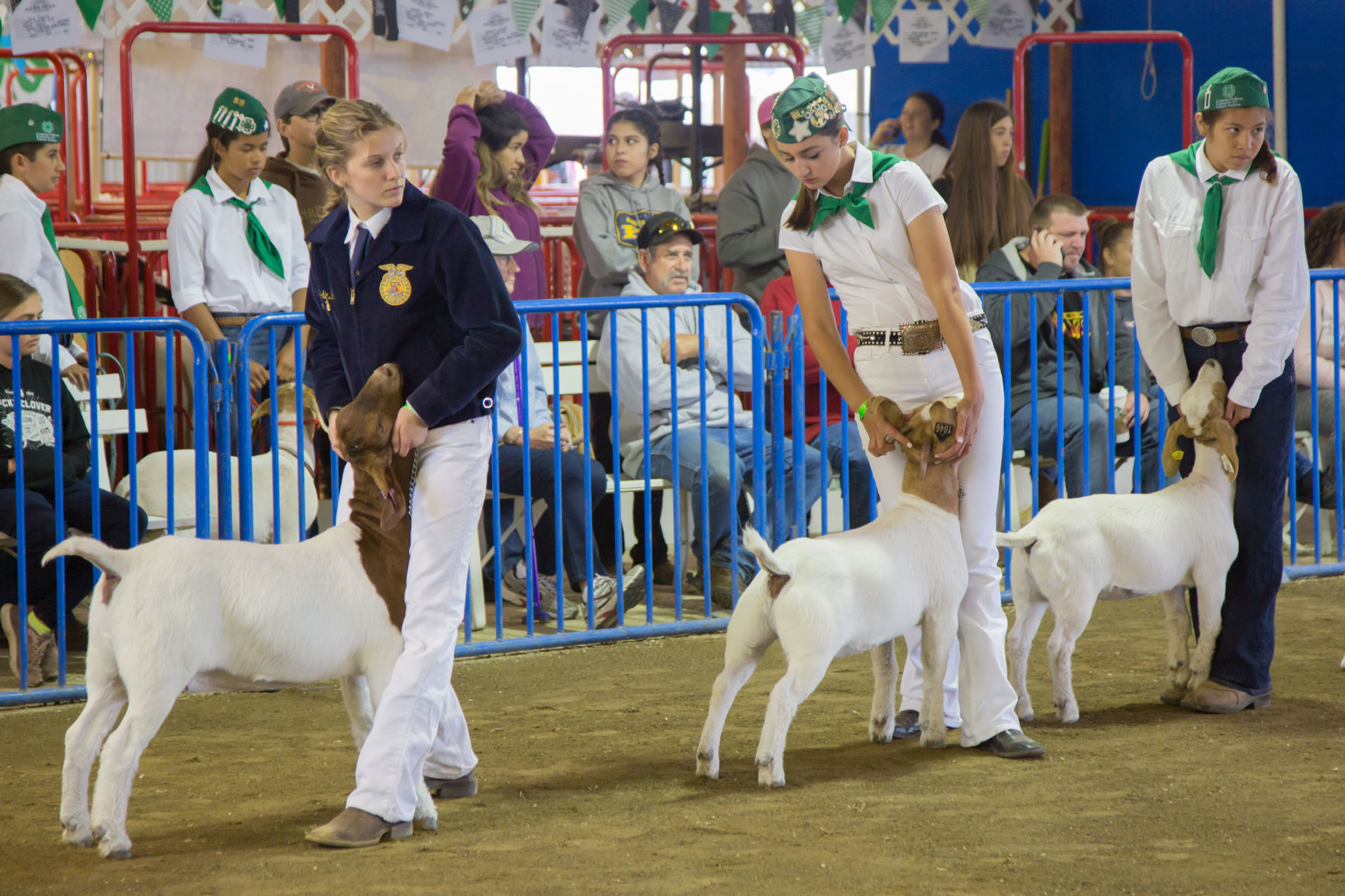 070919 SB Fair Animal Judging 20.jpg